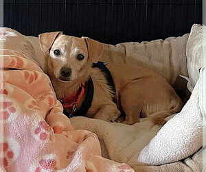 Shiloh - Female Dachshund-Unknown Mix Dog for Adoption - Photo #2
