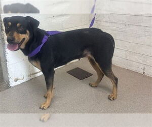 Rotterman Dogs for adoption in San Bernardino, CA, USA