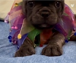 Small #4 French Bulldog
