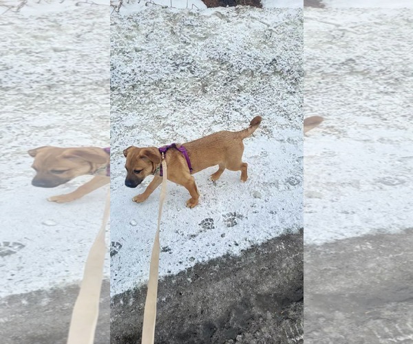 Medium Photo #4 English Mastweiler Puppy For Sale in Oro Medonte, Ontario, Canada