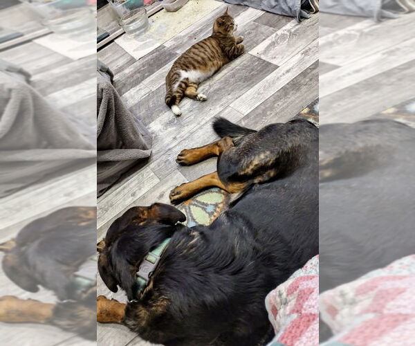 Medium Photo #3 Shepweiller Puppy For Sale in Candler, NC, USA