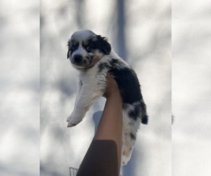 Australian Shepherd Puppy for sale in TYLER, TX, USA