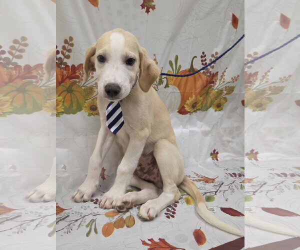 Medium Photo #4 Golden Labrador Puppy For Sale in Attalka, AL, USA