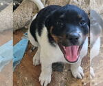 Small #1 Labrador Retriever Mix