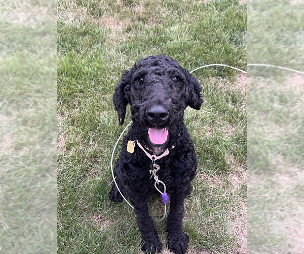 Medium Photo #4 Mutt Puppy For Sale in Shermans Dale, PA, USA