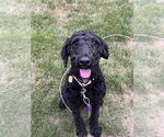 Small #3 Mutt