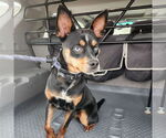 Small #7 Miniature Pinscher Mix
