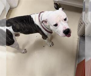 Mutt Dogs for adoption in Center Township, PA, USA