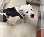 JIMMY KIBBLE - Male Mutt Dog for Adoption - Small photo