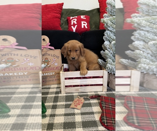 Medium Photo #50 Golden Retriever Puppy For Sale in LAKELAND, FL, USA