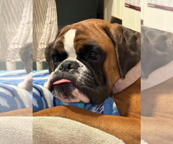 Medium Photo #3 Boxer Puppy For Sale in Dumont, NJ, USA