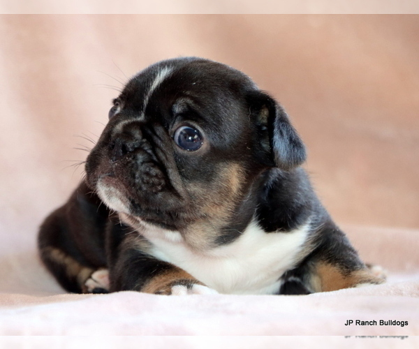 Medium Photo #16 French Bulldog Puppy For Sale in WINNSBORO, TX, USA