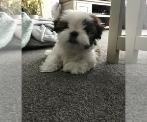 Mal-Shi-Shih Tzu Mix Puppy for sale in APPLETON, WI, USA