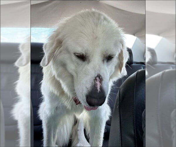 Medium Photo #7 Great Pyrenees Puppy For Sale in Houston, TX, USA