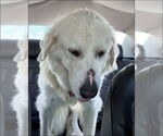 Small #6 Great Pyrenees