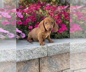 Dachshund Puppy for sale in CANOGA, NY, USA