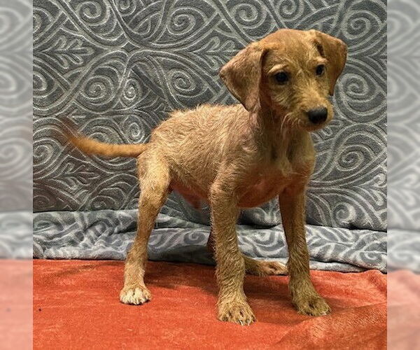 Medium Photo #4 Labrador Retriever-Unknown Mix Puppy For Sale in Wetumpka, AL, USA