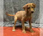 Small #3 Labrador Retriever Mix