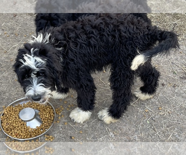 Medium Photo #3 Bernedoodle Puppy For Sale in CLANTON, AL, USA