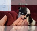Baby tea 1 n 2 - Male Chihuahua Puppy for Sale - Small photo