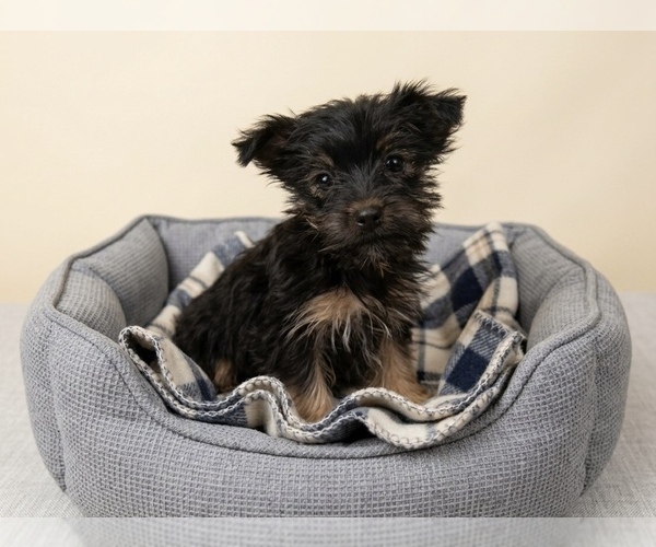 Medium Photo #1 Yorkshire Terrier Puppy For Sale in DAWSONVILLE, GA, USA