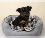 Image preview for Ad Listing. Nickname: Sasha