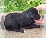 Small #8 F2 Aussiedoodle