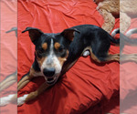 Small #1 Mutt