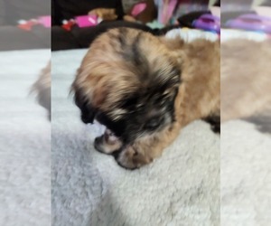 Maltipoo-Shih Apso Mix Puppy for sale in SACRAMENTO, CA, USA
