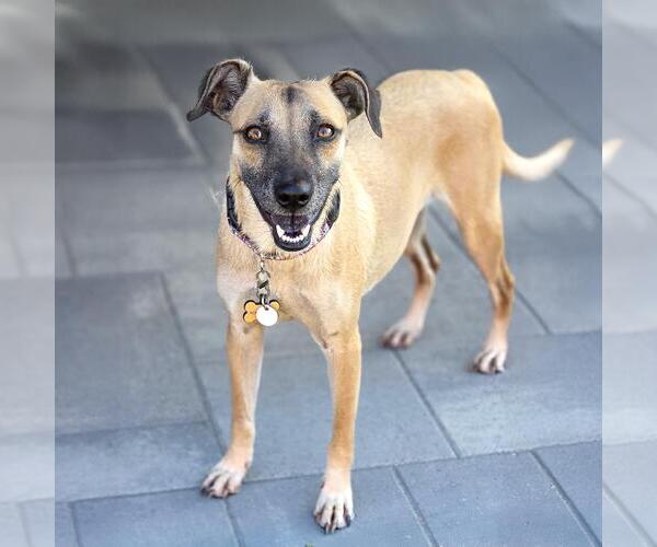 Medium Photo #6 Mutt Puppy For Sale in San Diego, CA, USA
