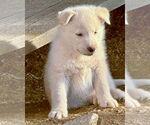 Small #4 Pyrenees Husky