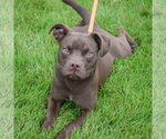 Small #3 Boglen Terrier