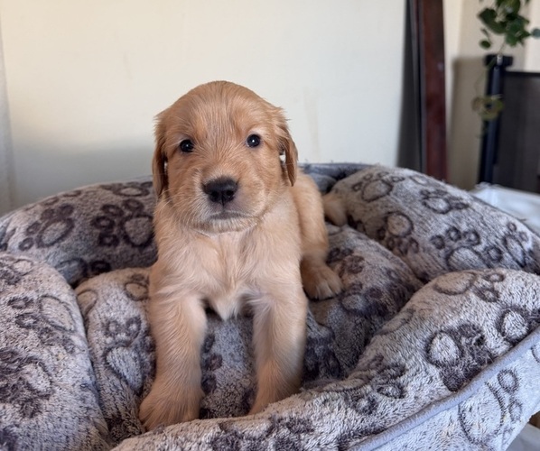 Medium Photo #4 Golden Retriever Puppy For Sale in SACRAMENTO, CA, USA