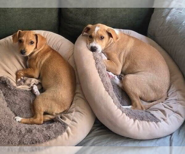 Medium Photo #7 Mutt Puppy For Sale in Mission Viejo, CA, USA