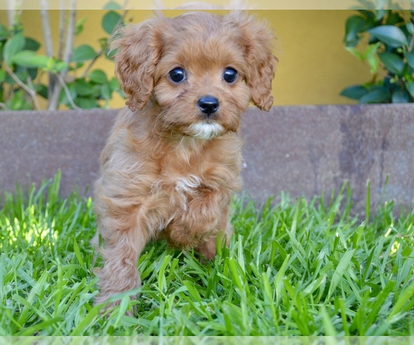 Medium Photo #1 Cavapoo Puppy For Sale in PHOENIX, AZ, USA