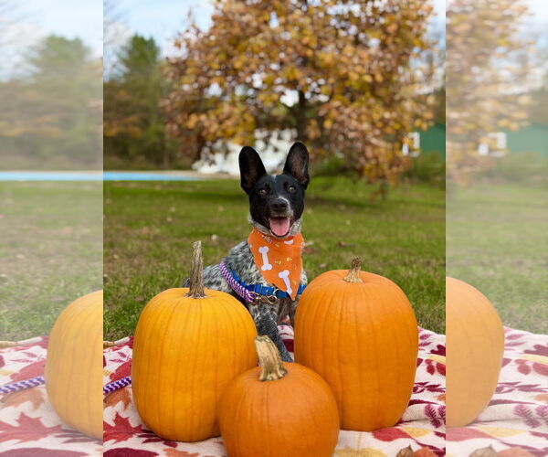 Medium Photo #2 Mutt Puppy For Sale in West Cornwall, CT, USA