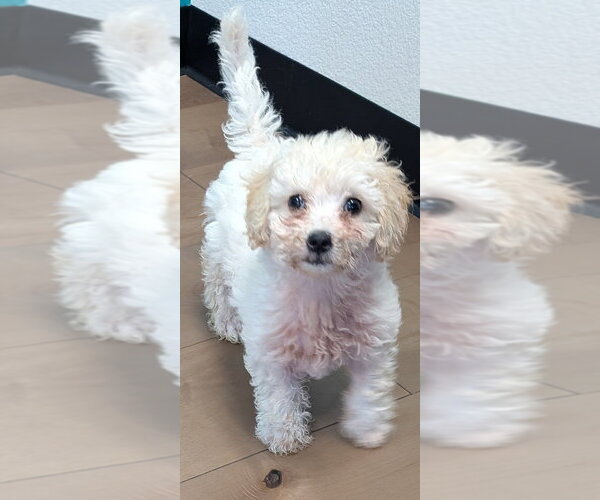 Medium Photo #2 Maltipoo (Miniature) Puppy For Sale in San Bernardino, CA, USA