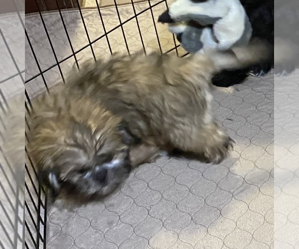 Medium Photo #5 Shih Tzu Puppy For Sale in GLOUCESTER, VA, USA
