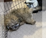 Small Photo #5 Shih Tzu Puppy For Sale in GLOUCESTER, VA, USA