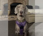 Small #4 Weimaraner