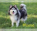 Small Photo #1 Pomsky Puppy For Sale in DENVER, PA, USA