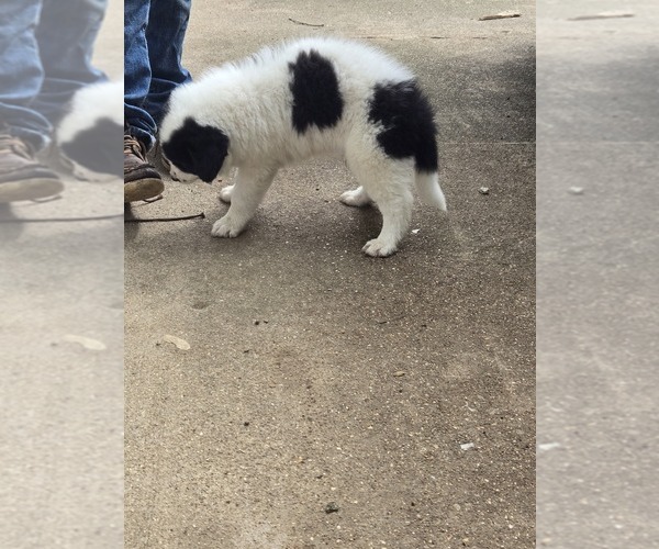 Medium Photo #6 Border Collie Puppy For Sale in LEBANON, MO, USA