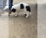 Small #5 Border Collie