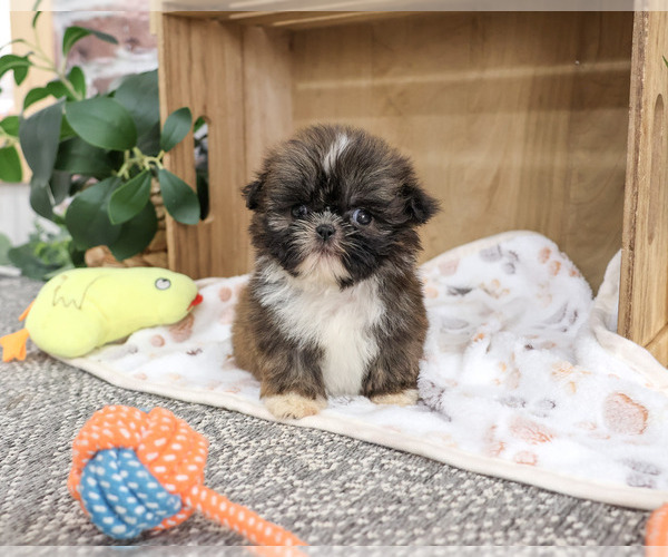 Medium Photo #2 Shih Tzu Puppy For Sale in SYRACUSE, IN, USA