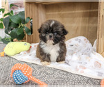 Small #1 Shih Tzu