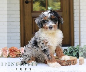 Bernedoodle (Miniature) Puppy for sale in NARVON, PA, USA