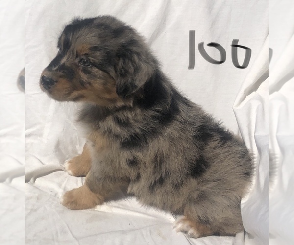 Medium Photo #34 Australian Shepherd Puppy For Sale in SUNNYVALE, CA, USA