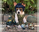 Small #3 Rat Terrier Mix
