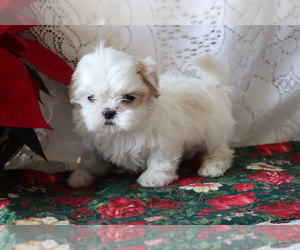 Shih Tzu Puppy for sale in SHILOH, OH, USA