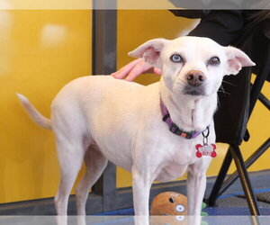 Jillie - Female Chihuahua-Unknown Mix Dog for Adoption - Photo #15